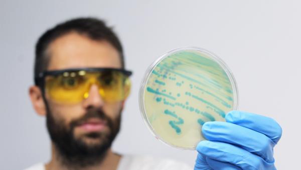 Microbiólogo trabajando en el laboratorio con listeria Microbiólogo trabajando en el laboratorio con listeria