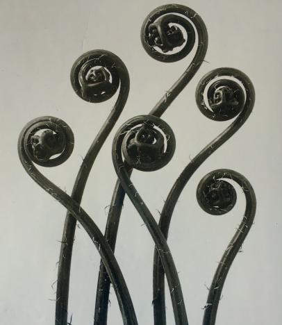 Karl Blossfeldt. Adiantum pedatum, 1928