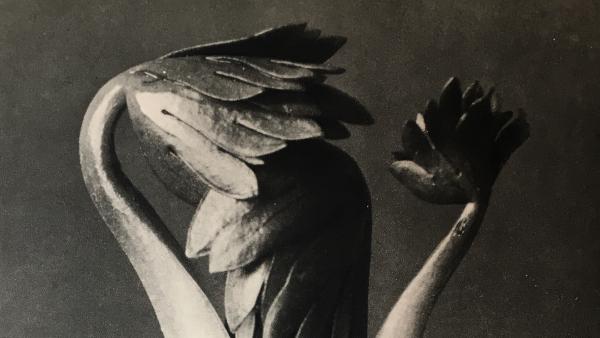 Karl Blossfeldt. Aconitum, 1928 Karl Blossfeldt. Aconitum, 1928