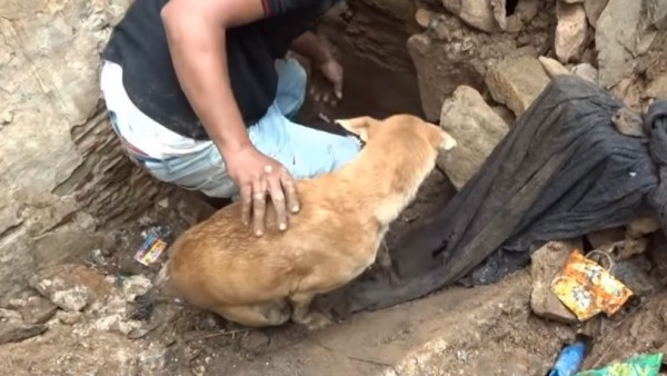 Una perra rescata a sus cachorros Una perra rescata a sus cachorros