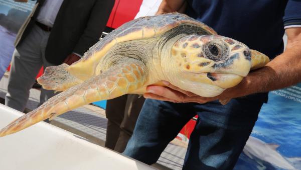 Una tortuga liberada en Málaga tras ser recuperada en el CREMA del Aula del Mar con la colaboración de la Diputación de Málaga. Una tortuga liberada en Málaga tras ser recuperada en el CREMA del Aula del Mar con la colaboración de la Diputación de Málaga.