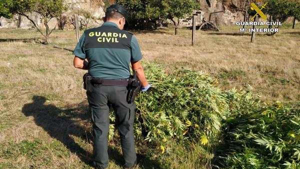 Un agente de la Guardia Civil junto a plantas de marihuana incautadas en Pontecesures (Pontevedra) Un agente de la Guardia Civil junto a plantas de marihuana incautadas en Pontecesures (Pontevedra)