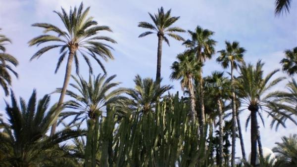 Palmeral de Elche Palmeral de Elche