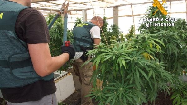 Operación 'Oquedad' de la Guardia Civil por la que se halla marihuana en una antigua explotación minera de Almería Operación 'Oquedad' de la Guardia Civil por la que se halla marihuana en una antigua explotación minera de Almería