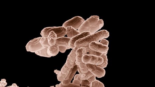 E. Coli E. Coli