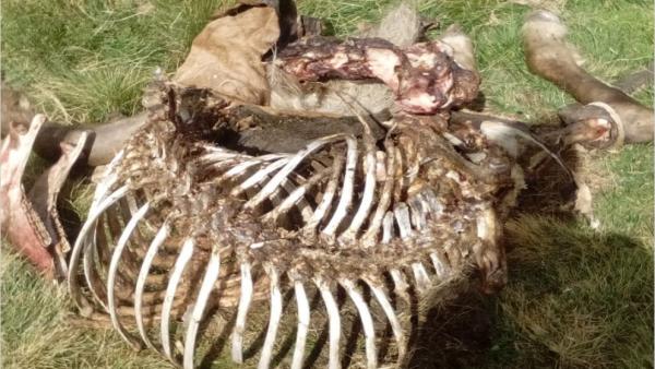 Restos de la yegua que mató el oso Cachou Restos de la yegua que mató el oso Cachou