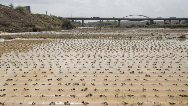 Una fina de hortalizas anegada en Molina de Segura (Murcia) Una fina de hortalizas anegada en Molina de Segura (Murcia)