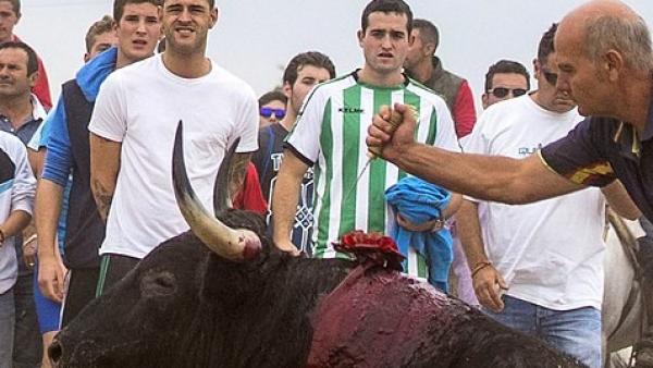Toro de la Vega Toro de la Vega
