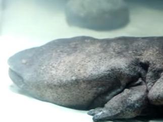 Salamandra gigante