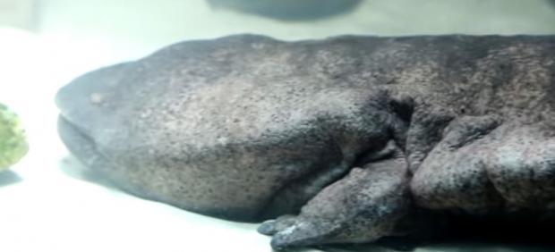 Salamandra gigante