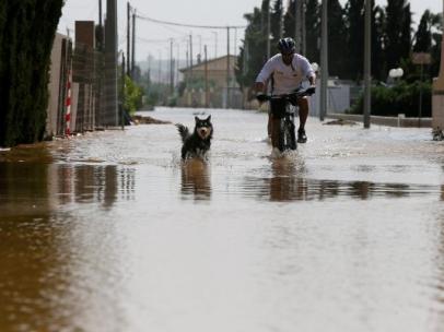 Animales afectados por la DANA