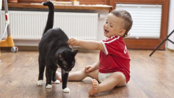 Un bebé y un gato Un bebé y un gato