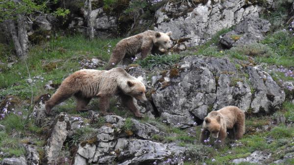 Ejemplares de oso pardo. Ejemplares de oso pardo.