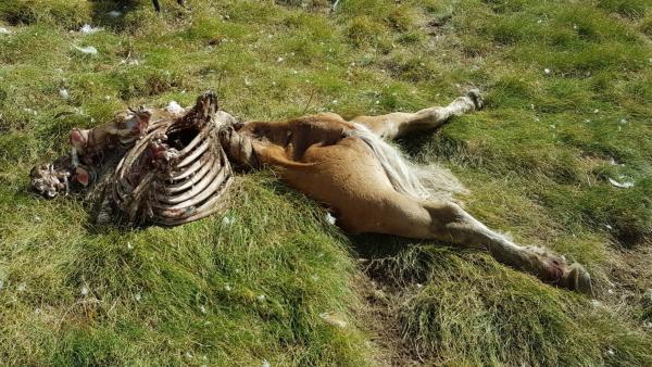 El oso Cachou mató en la noche del lunes al martes a una yegua joven El oso Cachou mató en la noche del lunes al martes a una yegua joven