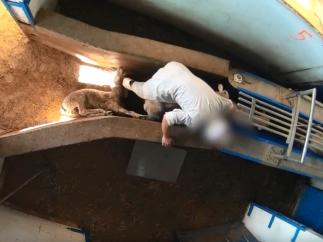 Cordero pateado en un matadero