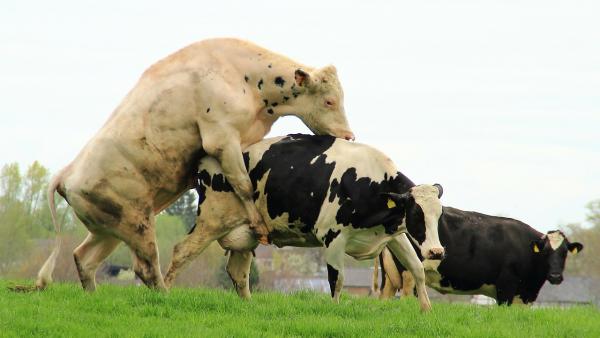 Vacas copulando Vacas copulando