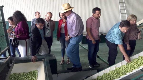 Encuentro del delegado territorial de Agricultura, Ganadería, Pesca y Desarrollo Sostenible con agentes del sector de la aceituna aloreña.