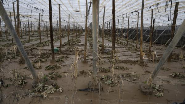 Uno de los invernaderos afectados por la 'gota fría' en Almería Uno de los invernaderos afectados por la 'gota fría' en Almería