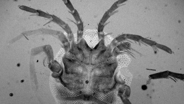 Imagen de la nueva especie de ácaro descubierta, "Arrenurus caboti" Imagen de la nueva especie de ácaro descubierta, "Arrenurus caboti"