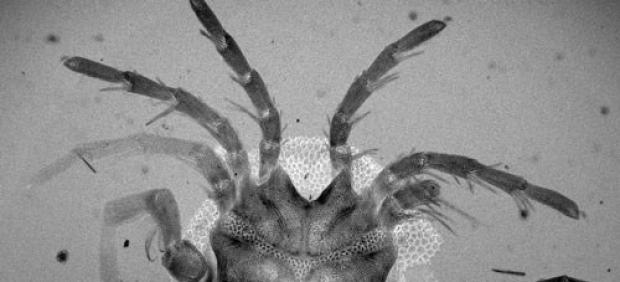 Imagen de la nueva especie de ácaro descubierta, "Arrenurus caboti"