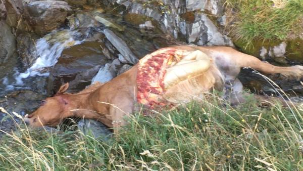 Yegua matada por el oso Cachou en la noche del miércoles al jueves. Yegua matada por el oso Cachou en la noche del miércoles al jueves.