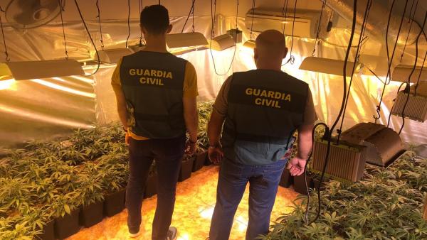 Plantaciones de marihuana intervenidas por la Guardia Civil Plantaciones de marihuana intervenidas por la Guardia Civil
