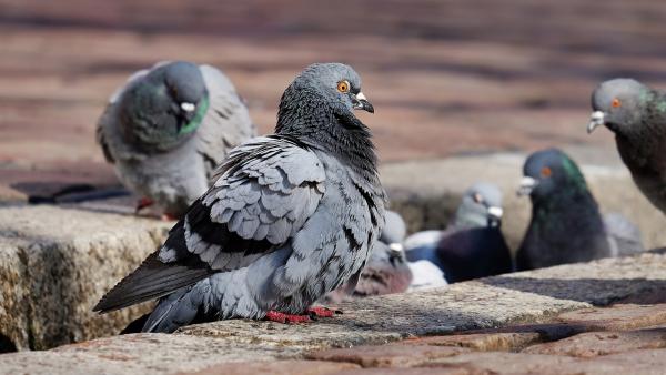 Palomas Palomas