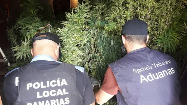 La Agencia Tributaria y la Policía Local de Santa Lucia de Tirajana intervienen una plantación de marihuana La Agencia Tributaria y la Policía Local de Santa Lucia de Tirajana intervienen una plantación de marihuana