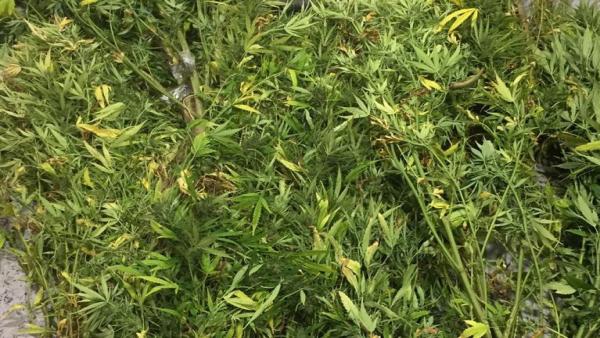 Plantas de marihuana incautadas por la Policía Foral en las cercanías de Irurtzun Plantas de marihuana incautadas por la Policía Foral en las cercanías de Irurtzun