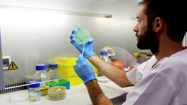 Un investigador sostiene un cultivo de listeria Un investigador sostiene un cultivo de listeria