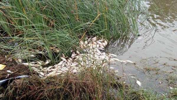 Peces muertos en el Guadaíra Peces muertos en el Guadaíra