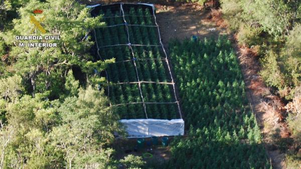 Imagen aérea de la plantación de marihuana desmantelada por la Guardia Civil en el Parque Natural Sierra Norte de Guadalajara Imagen aérea de la plantación de marihuana desmantelada por la Guardia Civil en el Parque Natural Sierra Norte de Guadalajara