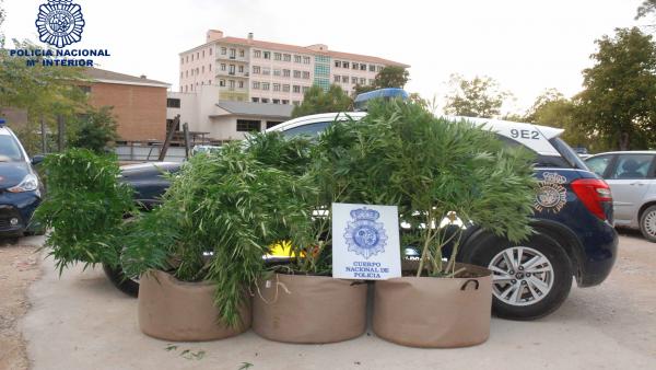 Marihuana incautada por la Policía Nacional en Cuenca Marihuana incautada por la Policía Nacional en Cuenca
