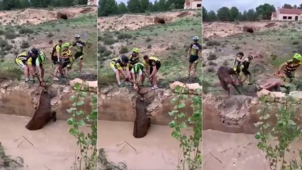 Rescate del ciervo Rescate del ciervo