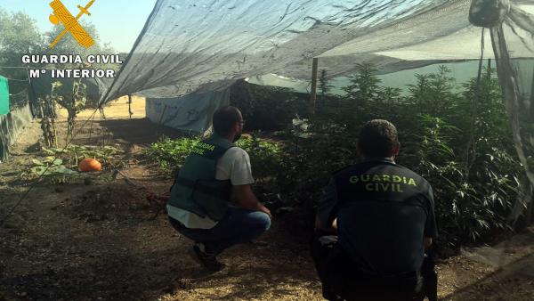 Detienen a un vecino de Villanueva de Córdoba e intervienen 65 plantas de marihuana Detienen a un vecino de Villanueva de Córdoba e intervienen 65 plantas de marihuana