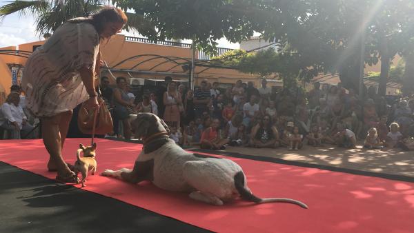 Imagen del concurso canino de SOS Animal Party Imagen del concurso canino de SOS Animal Party