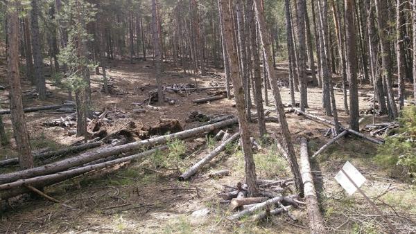 Ecologistas en Acción Cuenca alerta del riesgo de incendios en la Serranía por la falta de limpieza del monte Ecologistas en Acción Cuenca alerta del riesgo de incendios en la Serranía por la falta de limpieza del monte