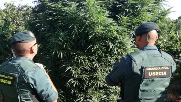 Agentes Guardia Civil frente a una plantación de marihuana de gran altura en Totana Agentes Guardia Civil frente a una plantación de marihuana de gran altura en Totana