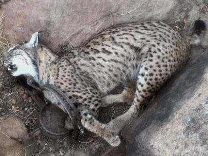 Uno de los linces ibéricos que han muerto recientemente.