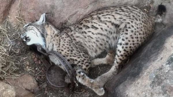 Uno de los linces ibéricos que han muerto recientemente. Uno de los linces ibéricos que han muerto recientemente.