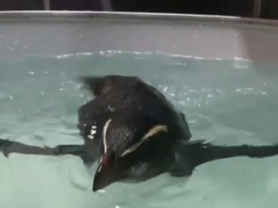 Pingüino nadador