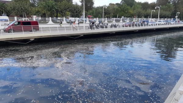 Imagen de suciedad en el río Piles (30 de septiembre) Imagen de suciedad en el río Piles (30 de septiembre)