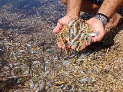 Muerte de peces en el Mar Menor