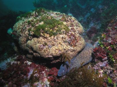Cladocora caespitosa