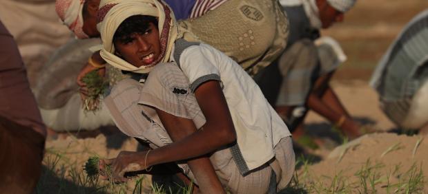 Agricultores plantan plántulas de cebolla en un campo en las afueras de la ciudad de Seiyun, Yemen.