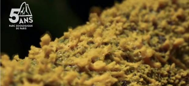 Foto de 'the blob'