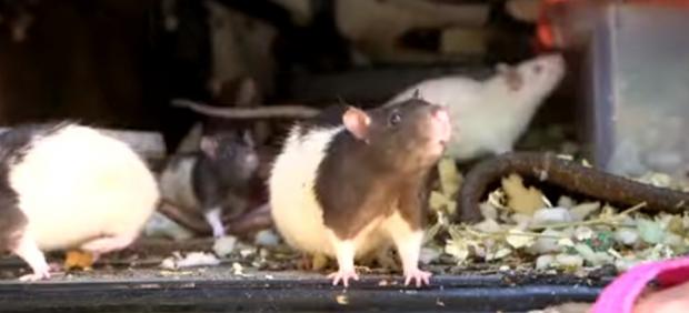 Imagen de una de las ratas restcatadas.