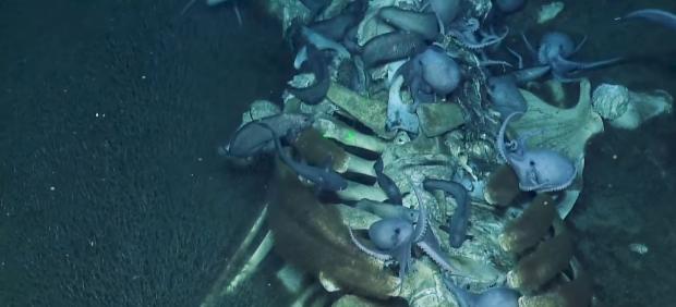 El escalofriante vídeo de unos pulpos devorando el cadáver de una ballena en el fondo del océano El escalofriante vídeo de unos pulpos devorando el cadáver de una ballena en el fondo del océano