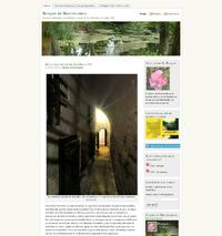 http://bosquedebrocelandia.wordpress.com